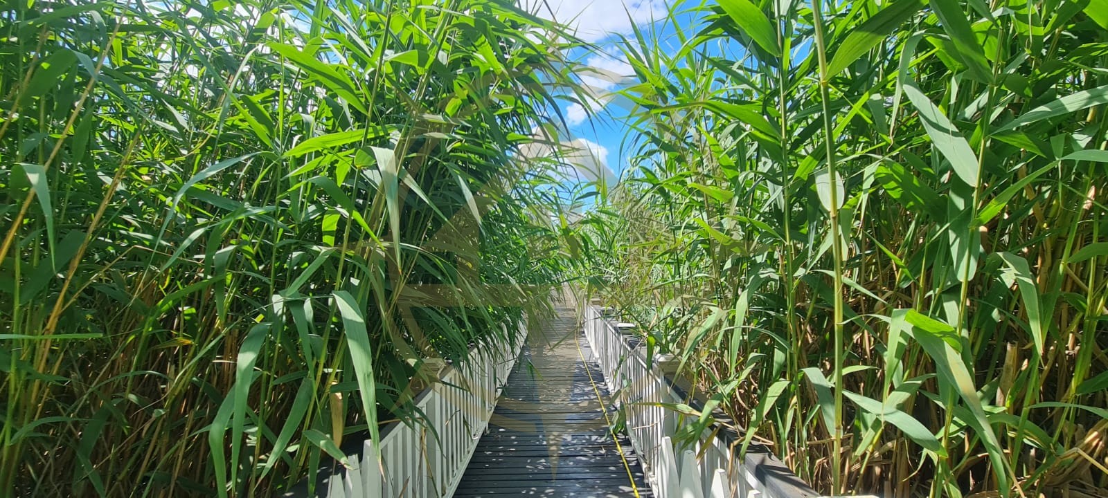 DOM00445 - Vila de poveste la lac cu ponton in Snagov